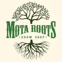 Mota-roots.png